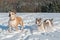 Running staffordshire bull terriers in a snow