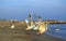 Running swans on beach