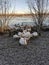 Running swans Drumpellier park Scotland lochs on a winter day