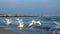 Running swans on sea