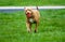 Running terrier pit bull dog with ball