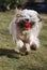Running Tibetan terrier dog