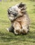 Running Tibetan Terrier Dog