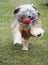 Running Tibetan Terrier Dog