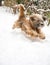 Running Tibetan Terrier Dog