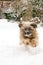 Running Tibetan Terrier Dog