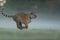 Running tiger on morning green field. Side view to dangerous animal. Tiger profil in agressive run. Siberian tiger