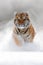 Running tiger with snowy face. Tiger in wild winter nature. Amur tiger running in the snow. Action wildlife scene, danger animal.