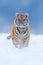 Running tiger with snowy face. Tiger in wild winter nature. Amur tiger running in the snow. Action wildlife scene, danger animal.