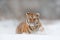 Running tiger with snowy face. Tiger in wild winter nature. Amur tiger running in the snow. Action wildlife scene, danger animal.