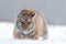 Running tiger with snowy face. Tiger in wild winter nature. Amur tiger running in the snow. Action wildlife scene, danger animal.