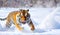 Running tiger in wild winter nature. Generative AI
