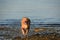 Running Toller Dog Coming Out of the Ocean