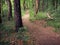 Running Trail through the Forest