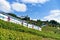 Running train in Lavaux Vineyard Terraces hiking trail of Swiss