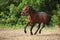 Running trakehner horse in summer evening