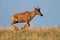 Running Tsessebe antelope