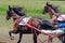 Running two racing horses