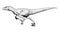 Running Velociraptor drawing line art, Raptor dinosaurs coloring page, Isolated on white background, Vector illustration.