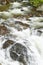 Running water beneath Pines as creek runs through Payette national Forest near McCall Idaho