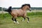 Running Welsh Cob pony