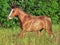 Running welsh pony in the field