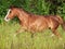 Running welsh pony in the field at freedom