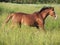 Running welsh pony in the field at freedom