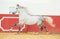 Running white Andalusian stallion in bull arena