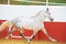 Running white Andalusian stallion in bull arena