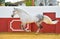 Running white Andalusian stallion in bull arena. Spain