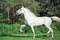 Running white beautiful Orlov trotter stallion in paddock