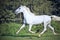 Running white beautiful Orlov trotter stallion in paddock