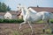 Running white beautiful Orlov trotter stallion in paddock. spring season