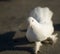 Running white dove