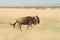 Running wildebeest