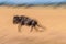 Running Wildebeest