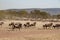 Running wildebeest in Savanna of Serengeti Plain, Tanzania