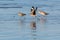 Running Willets