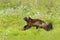 Running Wolverine in Finnish taiga. Wildlife scene from nature. Rare animal from north of Europe. Wild wolverine in summer cotton