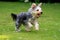 Running Yorkshire Terrier