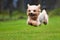 Running yorkshire terrier