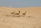 Running Young Nubian ibexes Capra nubiana sinaitica in Negev desert of southern Israel