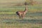 Running young roebuck capreolus in green grass