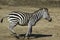 Running Zebra