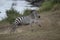 Running zebra during the great migration. Kenya