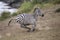 Running zebra during the great migration. Kenya