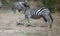 Running zebra during the great migration. Kenya