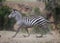 Running zebra during the great migration. Kenya