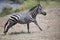 Running zebra during the great migration. Kenya